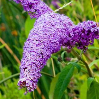Hedges grown from buddleja will bear amazing amounts of flowers.