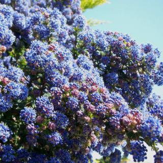 A California lilac hedge covered in blue flowers.