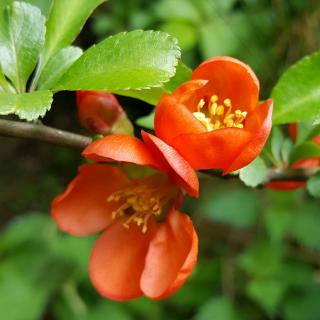 Red-orange escallonia flowers on a branch from a flowering hedge.