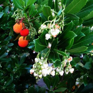 Strawberry tree grown as a hedge with both fruits and flowers at the same time.