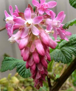 Currant can also be used as an ornamental flower shrub like this pink-clusetered currant.