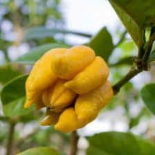 Citron, the hand of Buddha