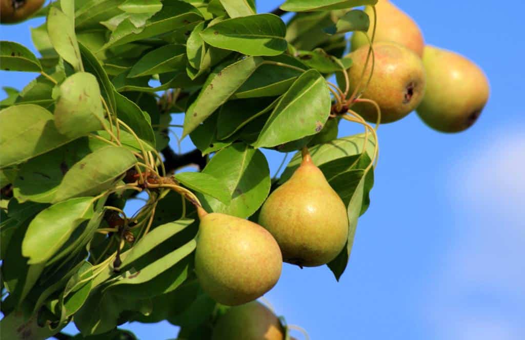 Pear tree pruning, care and diseases of fruit and