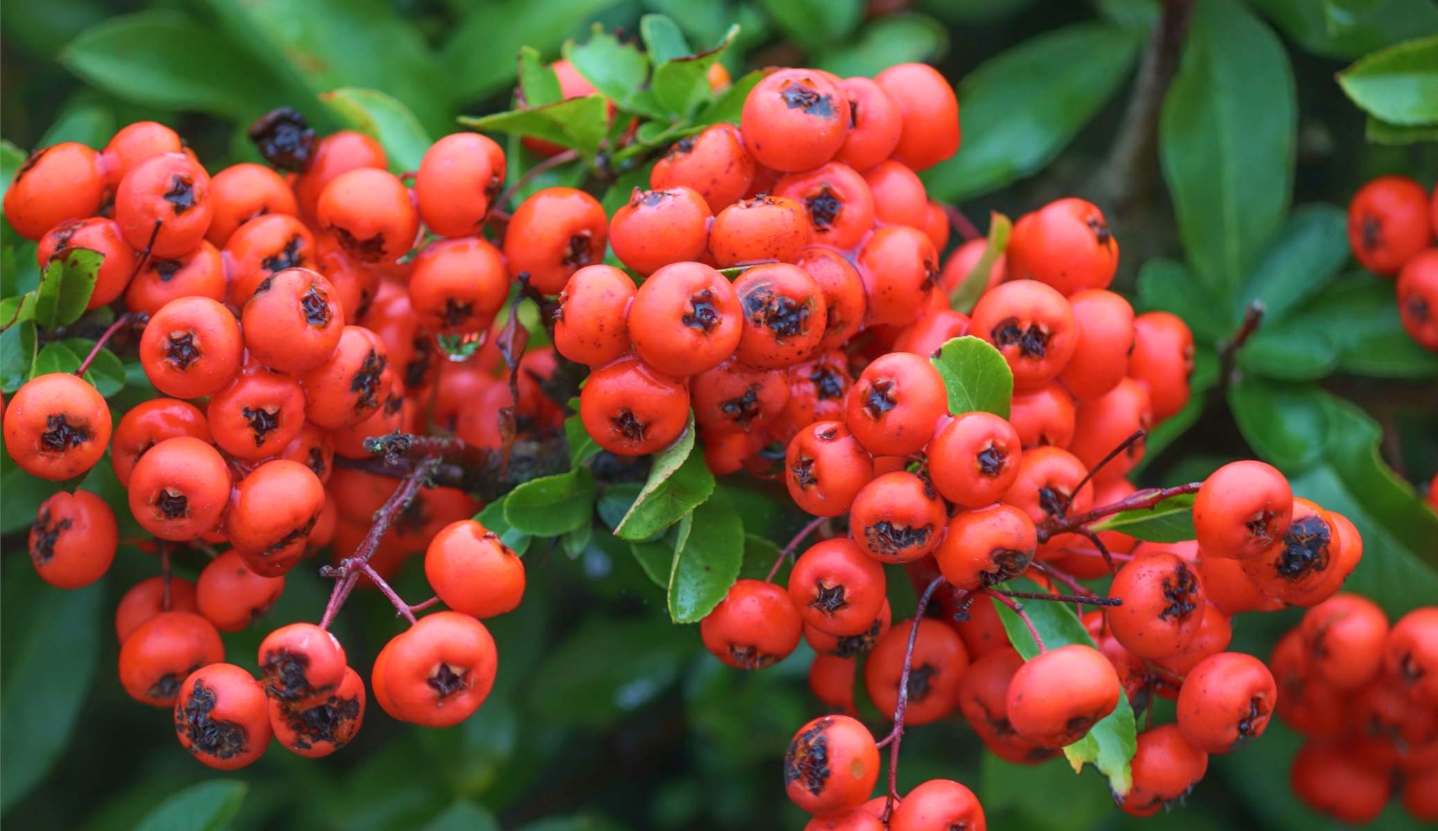 fire thorn, pyracantha - planting, pruning, and care
