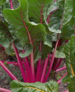 Red beet leaves have red stems, too.