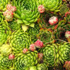 Indoor and outdoor succulents
