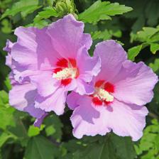 Althea, a fantastic hibiscus