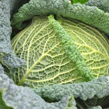 White cabbage, Kale, and Savoy cabbage