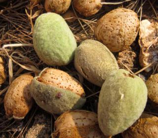 Fresh young almonds harvested with their green husk.