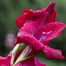 Gladiolus, a flower to rediscover