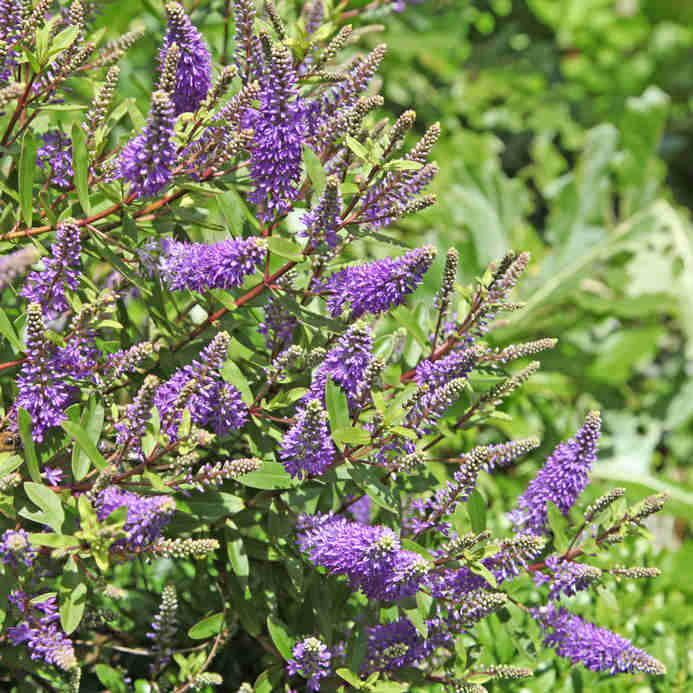 Shrubby veronica or Hebe planting, pruning and care
