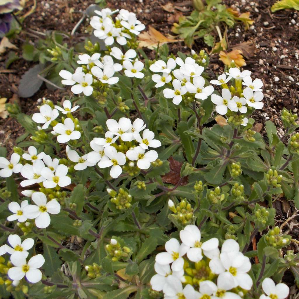 Arabis Care Trimming Planting Of This Cute White Flowered Shrub