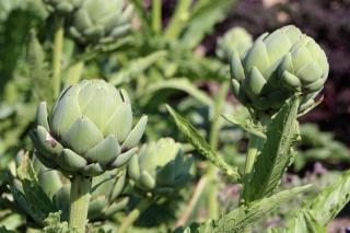 Two artichokes with leaves in a field.