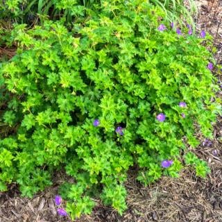 Mounding Geranium Rozanne with wood chip mulch.
