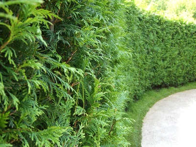 thuja planting pruning and advice on caring for it