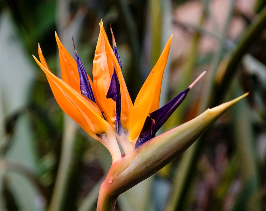 Bird Of Paradise Planting Pruning And Care Blooming And Fertilizer