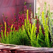 Common heather, easygoing all year round