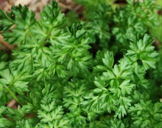 Healthy chervil growing in a growing bed.