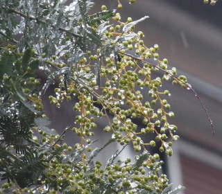Mimosa tree sporting flower buds in the middle of icy rain and snowstorm.