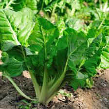 Chard, a fiber-rich vegetable
