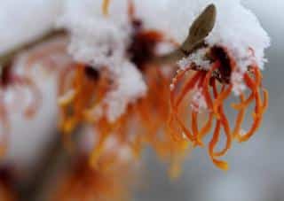 Deep orange-red strands on these few snow-covered witch-hazel flowers.