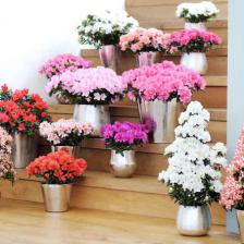 Azaleas, delicate winter flowers