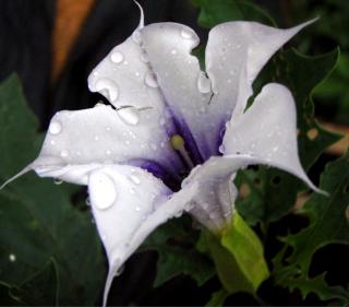 kwiat Datura z fioletowym środkiem i białymi płatkami.