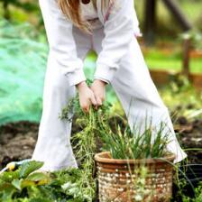 Natural and organic weeding, it works!