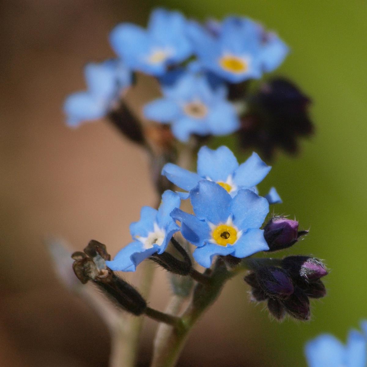 Forget Me Not How To Plant And Grow Myosotis Cute Edge Flowers