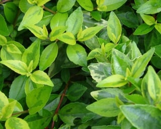 Variegated glossy abelia leaves with light green rims and dark green centers.