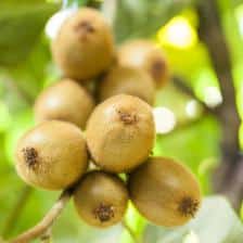 Actinidia, the kiwi tree