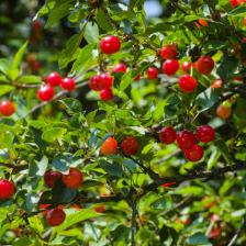 Wild cherry, cherries for the birds