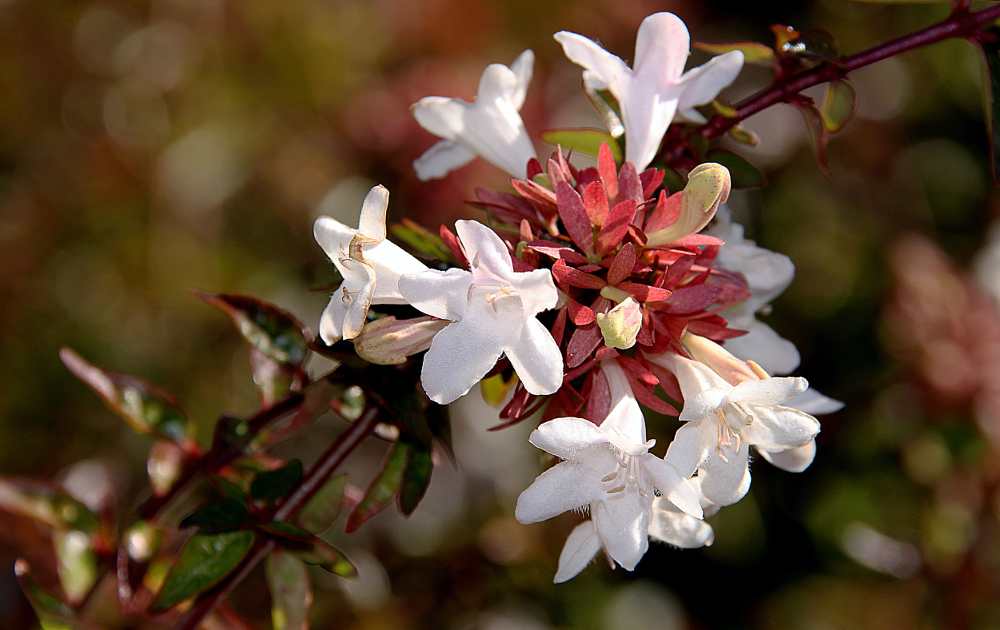 Pinkish white glossy abelia flowers with red leaves unfurling at the center.