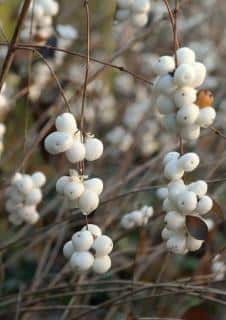 Winter sees snowberries alone on leafless branches.