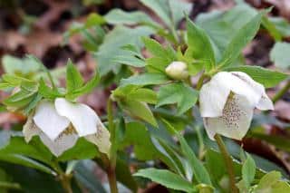 Two hellebore flowers with drooping flowerheads.