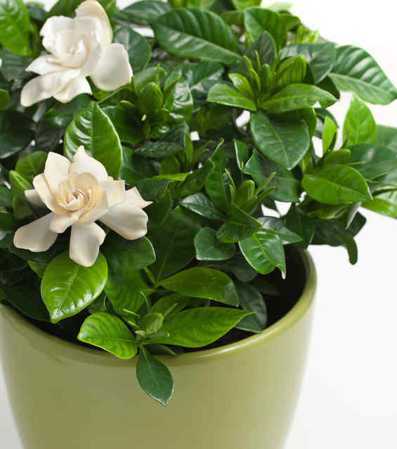 Gardenia Care Repotting And Watering Your Gardenias