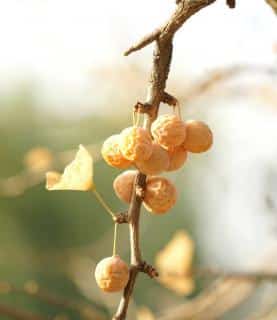 Ginkgo biloba fruits are called silver apricots.