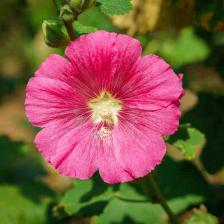 Indoor hibiscus, the Chinese Rose