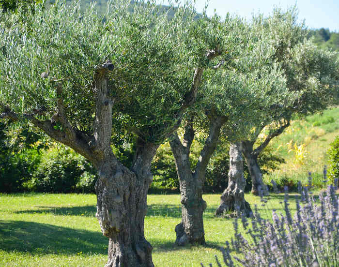 agroveoftrees