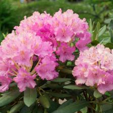 Rhododendron, special flowered shrubs