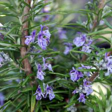 Rosemary, beautiful in the garden, useful in the kitchen