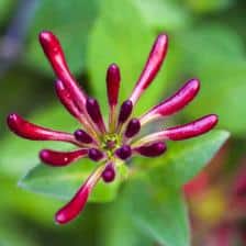 Honeysuckle, a nice and easy climbing vine