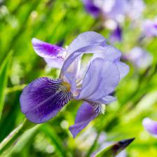 Iris, a superb perennial flower