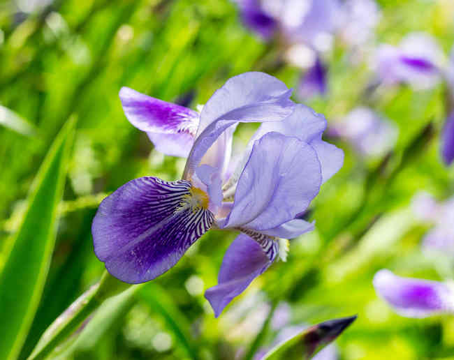 iris planting and caring for this flower