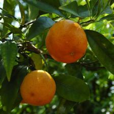 Clementine tree and mandarin orange, how to grow them