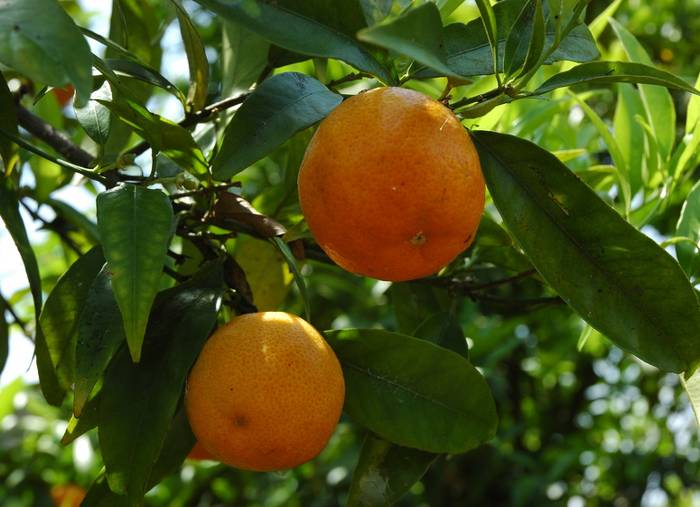 Clementine or mandarin orange trees care and pruning