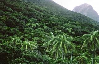A forest on Lord Howe Island with Howea palms dotting the greenery.