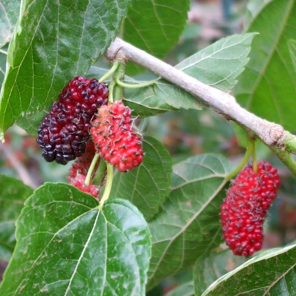 mulberry tree - planting, care, pruning for fruiting and fruitless