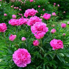 Peony, the dazzling star of the Spring