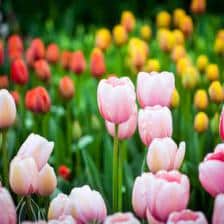 Tulip, magnificent in the spring